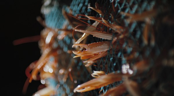 Fresh langoustines glistening in a net